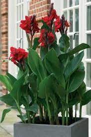 In warm areas, cannas grow well in full sun or in partial shade. Canna Lily Flowering Outdoor Plants Plantshop Me