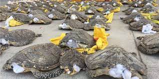 Souvenir shops lining the streets in enoshima, japan, display pieces, such as this necklace, made from the shells of critically endangered hawksbill sea turtles. Police Bust Smugglers And Discover The Saddest Thing The Dodo