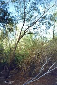 Image result for Tamarix usneoides