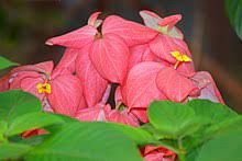 Mussaenda Erythrophylla Wikipedia