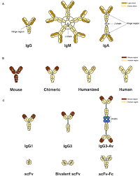 +603 7846 0180 | +603 7846 8870 fax : Frontiers Antibodies Targeting The Transferrin Receptor 1 Tfr1 As Direct Anti Cancer Agents Immunology
