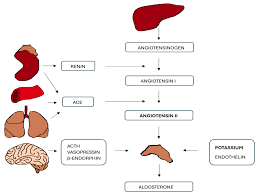 Image result for Aldosterone