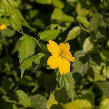 Image result for Kerria japonica