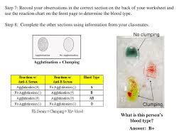 Blood Typing Lab 8th Grade Forensic Science Ppt Download