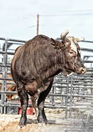 Download free wall pbr materials: Professional Bull Riders Bull Riding Bull Riders Professional Bull Riders