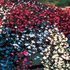 Image result for lobelia combine composition