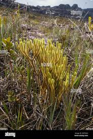 Image result for Huperzia gnidioides