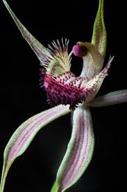 Marketingtracer seo dashboard, created for webmasters and agencies. Orchids Asda Orchids Rare Orchids Strange Flowers Orchids