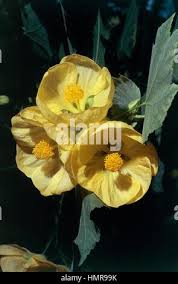 Image result for Abutilon sonneratianum