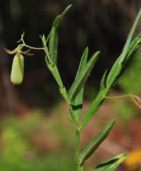 Image result for Crotalaria rhodesiae
