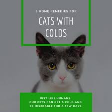 5 Home Remedies For Cats With Colds Cat Cold Cat Medicine Funny Cute Cats