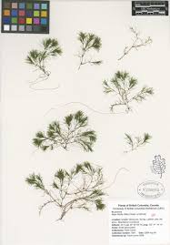 Image result for Najadaceae