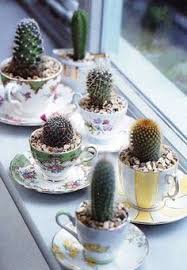 Fioriere con piante grasse decorate con cusci di frutti di mare : 14 Idee Su Composizioni Con Piante Grasse Piante Grasse Piante Composizione Piante Grasse