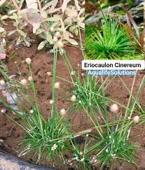 Image result for Eriocoelum