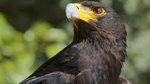 Indonesia's rich diversity extends beyond the people, culture, and ethnicities. Top 40 Endangered Animals In Indonesia Factsofindonesia Com