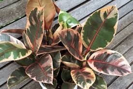The latin name for an american flamingo is phoenicopterus rubber. Ficus Elastica Space For Life