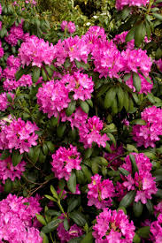 Roseum Elegans Rhododendron Monrovia Roseum Elegans Rhododendron Partial Shade Plants Shade Plants Monrovia Plants