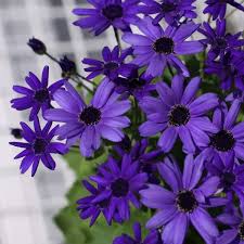 Image result for Pericallis