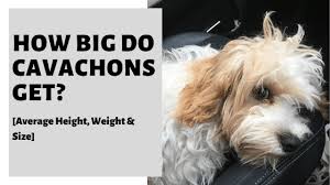 You may find that the costs of the vaccines for a puppy vary from $20 to $150 or even higher. How Big Do Cavachons Get Average Height Weight Size
