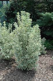 This tough plant has many selections for variegated foliage and form. Chollipo Euonymus Euonymus Japonicus Chollipo At Bachman S Landscaping Variegated Plants Orchid Garden Orchids Garden