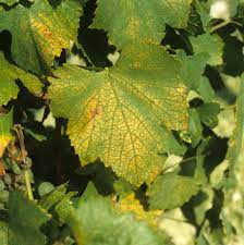 Shop with afterpay on eligible items. Grapevine Problems Which Gardening Helpdesk