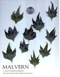 Image result for Indigofera fuscobarbata