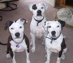 Black And White Pit Bull Pin On Pit Bull Terriers Rock