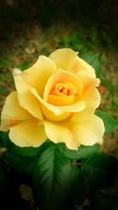 The Fatal Gift Of Beauty Beautiful Rose Flowers Love Flowers Yellow Roses