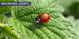 Research has shown that the financial advantages of using natural tactics outweigh the costs with a ratio of 11:1. Biocontrol Agents Types Merits And Demerits Of Biocontrol Agents
