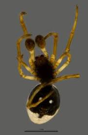 Image result for Osyridicarpos