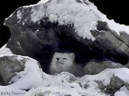 Happy In Her Den Arctic Fox Arctic Fox Albino Animals Animals