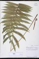 Image result for Christella hispidula