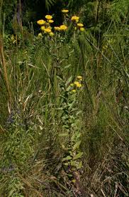 Image result for Helichrysum setosum