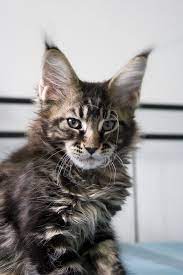 brown tabby mainecoon kittens mainecoon cat koshka kot mejnkun polosatye koshki mejn kun koshki i kotyata