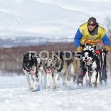russian cup of sled dog race snow disciplines kamchatka sled dog racing stock photos ad dog race sled russian dog sledding dogs racing