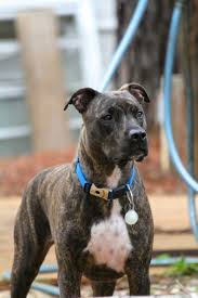 Tiger Stripe Black And Brown Pitbull Pin On Brindle Pit Bulls