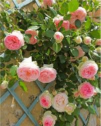 2 Rosiers Grimpants Pierre De Ronsard Meiviolin A Planter Jardin Pot En 2020 Rosier Grimpant Rosier Pierre De Ronsard Rosier