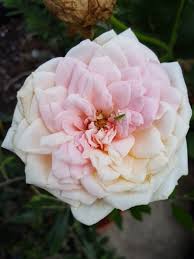 È impossibile affermare con certezza l'origine esatta del termine. Crazy Plant Lady Sui Mei Ren One Of The Four Roses I Obtained In