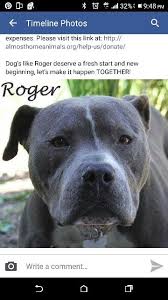 Roger Southfield Michigan Almost Home No Kill Shelter Adopt Rescue Pet Dog Pitbull Dogs Pets Adoption