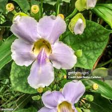 Image result for Thunbergia graminifolia