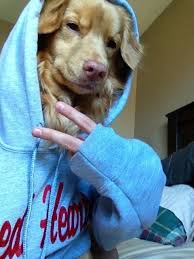 The Hood Retriever Funny Selfies Cute Animals Cute Funny Animals