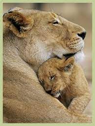 Pin On Animals