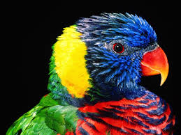 35 Lovely Colorful Parrots Gallery Inspiration Parrot Wallpaper Beautiful Birds Colorful Parrots
