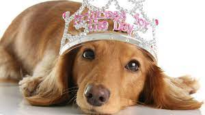 Female dog names with meaning hope. 100 Top Unique Female 2021 Dog Names And Meanings