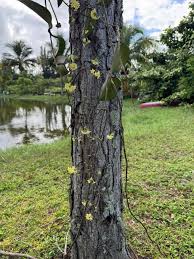 Image result for Polystachya laurentii