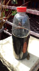 Fill any size container halfway with fresh comfrey cuttings. A Simple And Stink Free Recipe For Comfrey Tea Notes From The Allotment