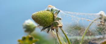 Image result for spotted spider mite