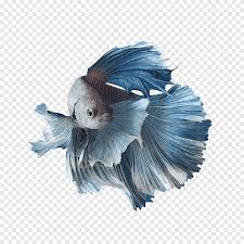 Creating the illusion of form requires a variety of art elements such as value, shape, and color. Siamese Fighting Fish Koi Aquarium Goldfish Betta Fish Pet Aquarium Png Pngegg