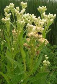 Image result for Aeollanthus suaveolens