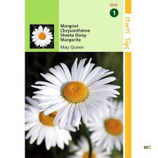 Zaden Chrysanthemum Margriet May Queen Hortitops